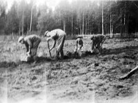 Kerpola(26)  Neljä henkilöä perunannostossa Kerpolassa: yhdellä on kuokka, kolme kerää perunoita pärekoreihin. Taustalla riukuaikaa ja metsää. Oikealla todennäköisesti Kerpolan vanha isäntä Severus Ahlgren (22.12.1866 - 27.5.1939) eli Veeru-pappa ja edessään pojantyttärensä Kyllikki Ahlgren (myöhemmin Rantanen, s. 6.12.1927), kaksi muuta tunnistamattomia.