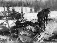 Kerpola(31)  Kerpolan isäntä Hjalmar Ahlgren (19.11.1893 - 17.9.1964) nostaa turvetta Kerttu-hevosen rekeen turvesuolla Kerpolan rannassa Kotijärven rannassa.