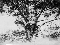 Kerpola(36)  Korkealla puussa istuvat oikealla Kerpolan poika Sune Ahlgren (1922 - 1982) ja vasemmalla hänen ystävänsä Lauri Salminen (3.12.1920 - 16.12.1975) Männistöltä.