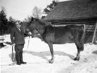 Kerpola(64)  Isäntä Hjalmar Ahlgren (19.11.1893 - 17.9.1964) pitelee ohjaksista Sähäkkä-hevosta kotinsa Kerpolan pihassa.